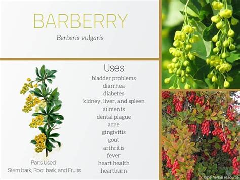 berberine barberry benefits.